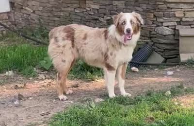 Honey , a female Australian Shepherd for sale in Rosedale, VA – 3 of 6