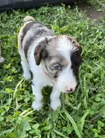 Coral , a female Aussiedoodle for sale in Rosedale, VA – 2 of 3