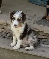 Manning , a male Aussiedoodle for sale in Rosedale, VA – 10 of 10