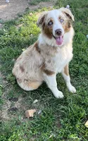 Honey , a female Australian Shepherd for sale in Rosedale, VA – 2 of 6