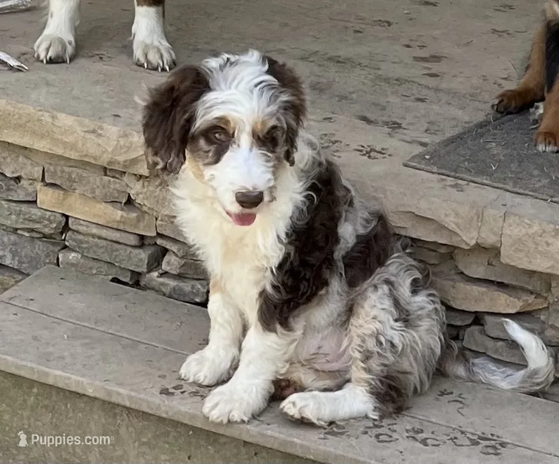 Manning  – Aussiedoodle puppy for sale in Rosedale, VA
