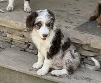 Manning , a male Aussiedoodle for sale in Rosedale, VA – 1 of 10