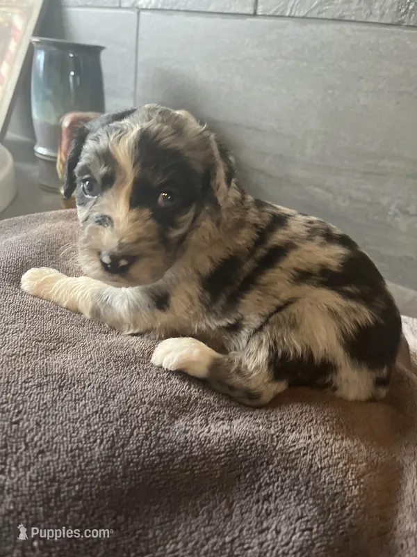 Lolo – Aussiedoodle puppy for sale in Rosedale, VA