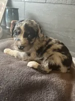 Lolo, a female Aussiedoodle for sale in Rosedale, VA – 1 of 6