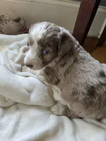 Royal Blue, a male Aussiedoodle for sale in Rosedale, VA – 4 of 4