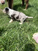 Manning , a male Aussiedoodle for sale in Rosedale, VA – Photo 5 of 8