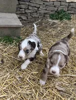 Manning , a male Aussiedoodle for sale in Rosedale, VA – Photo 2 of 8