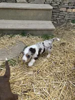 Manning , a male Aussiedoodle for sale in Rosedale, VA – Photo 8 of 8