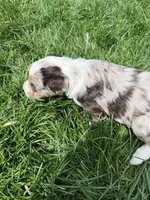 Manning , a male Aussiedoodle for sale in Rosedale, VA – Photo 3 of 8