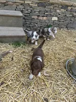 Manning , a male Aussiedoodle for sale in Rosedale, VA – Photo 7 of 8