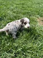 Manning , a male Aussiedoodle for sale in Rosedale, VA – Photo 4 of 8