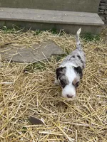 Manning , a male Aussiedoodle for sale in Rosedale, VA – Photo 6 of 8