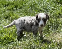 Manning , a male Aussiedoodle for sale in Rosedale, VA – Photo 1 of 8