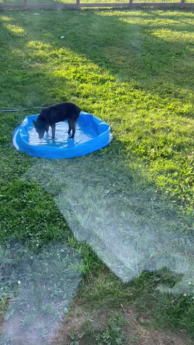 Bindi, a female Australian Cattle Dog for sale in Rosedale, VA – 3 of 4