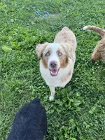 Honey , a female Australian Shepherd for sale in Rosedale, VA – 5 of 6