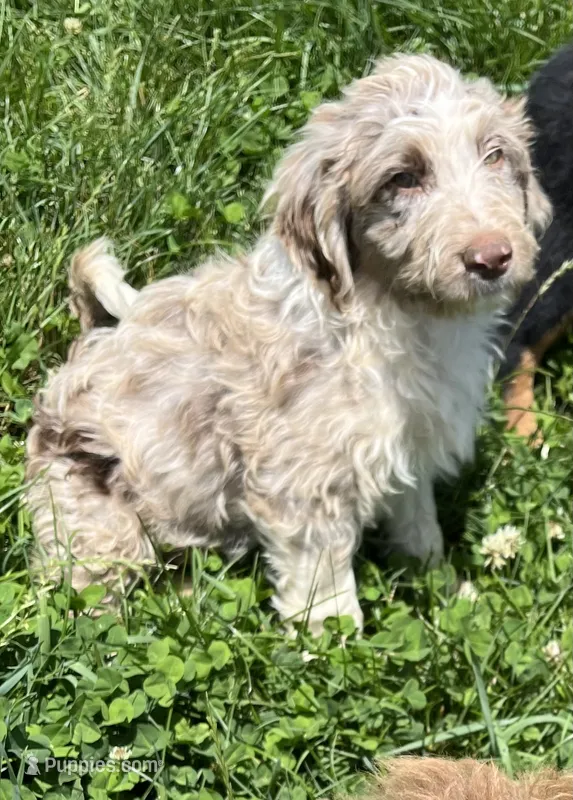 Maxwell – Aussiedoodle puppy for sale in Rosedale, VA