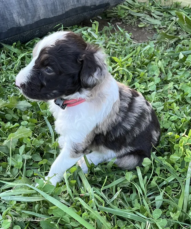 Coral  – Aussiedoodle puppy for sale in Rosedale, VA