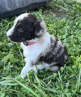 Coral , a female Aussiedoodle for sale in Rosedale, VA – 1 of 3