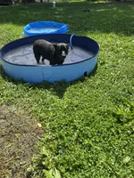 Bindi, a female Australian Cattle Dog for sale in Rosedale, VA – 5 of 8