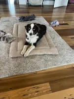 Teal, a female Australian Shepherd for sale in Rosedale, VA – Photo 1 of 3