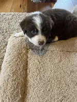 Teal, a female Australian Shepherd for sale in Rosedale, VA – Photo 3 of 3