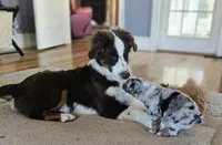Teal, a female Australian Shepherd for sale in Rosedale, VA – Photo 2 of 3