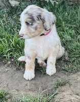 Poppy light pink , a female Aussiedoodle for sale in Rosedale, VA – 1 of 3