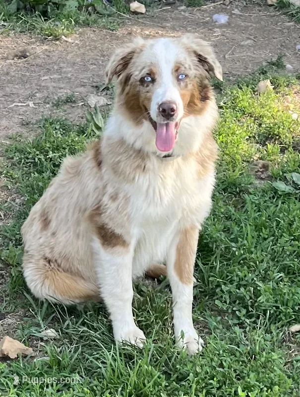 Honey  – Australian Shepherd puppy for sale in Rosedale, VA