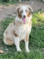 Honey , a female Australian Shepherd for sale in Rosedale, VA – 1 of 6