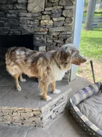 Light Blue Bubba, a male Aussiedoodle for sale in Rosedale, VA – 5 of 5