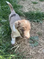 Maxwell, a male Aussiedoodle for sale in Rosedale, VA – Photo 3 of 3