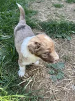 Maxwell, a male Aussiedoodle for sale in Rosedale, VA – Photo 2 of 3