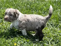 Maxwell, a male Aussiedoodle for sale in Rosedale, VA – 4 of 5