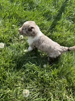 Maxwell, a male Aussiedoodle for sale in Rosedale, VA – 5 of 5
