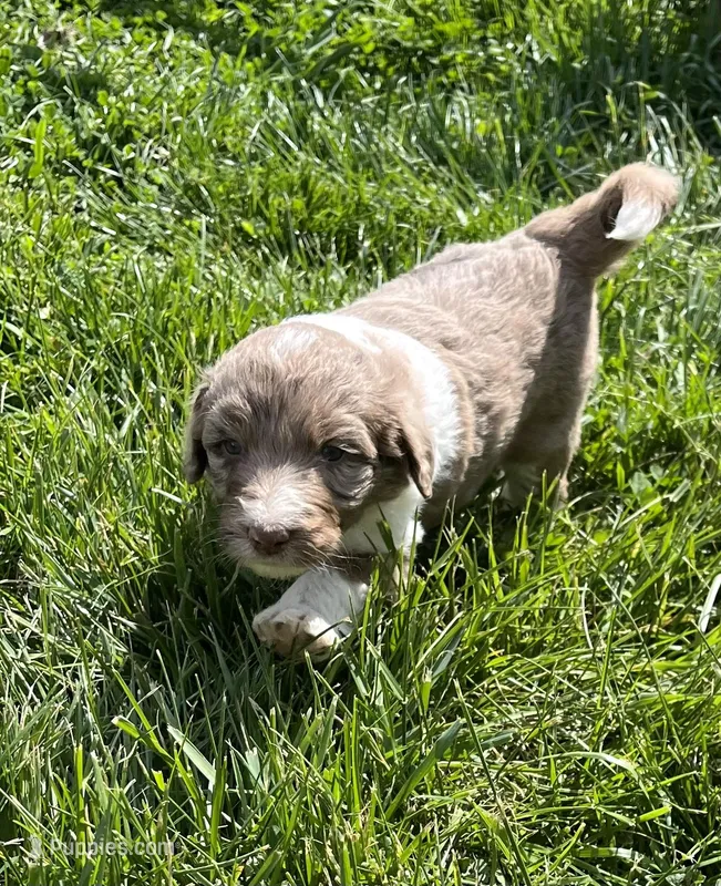 Maxwell – Aussiedoodle puppy for sale in Rosedale, VA