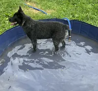 Bindi, a female Australian Cattle Dog for sale in Rosedale, VA – 3 of 8