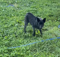 Bindi, a female Australian Cattle Dog for sale in Rosedale, VA – 2 of 4