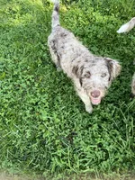 Honey , a female Australian Shepherd for sale in Rosedale, VA – 6 of 6