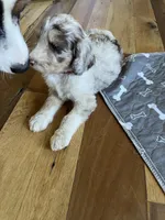 Poppy light pink , a female Aussiedoodle for sale in Rosedale, VA – 2 of 3