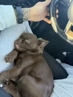 Grizzly, a male French Bulldog for sale in Phoenix, AZ – Photo 3 of 6