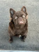 Grizzly, a male French Bulldog for sale in Phoenix, AZ – Photo 1 of 6