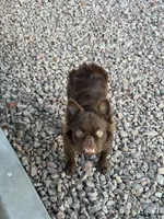 Grizzly, a male French Bulldog for sale in Phoenix, AZ – Photo 5 of 6