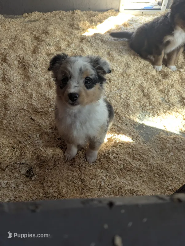 Gem – Miniature Australian Shepherd puppy for sale in Wauseon, OH
