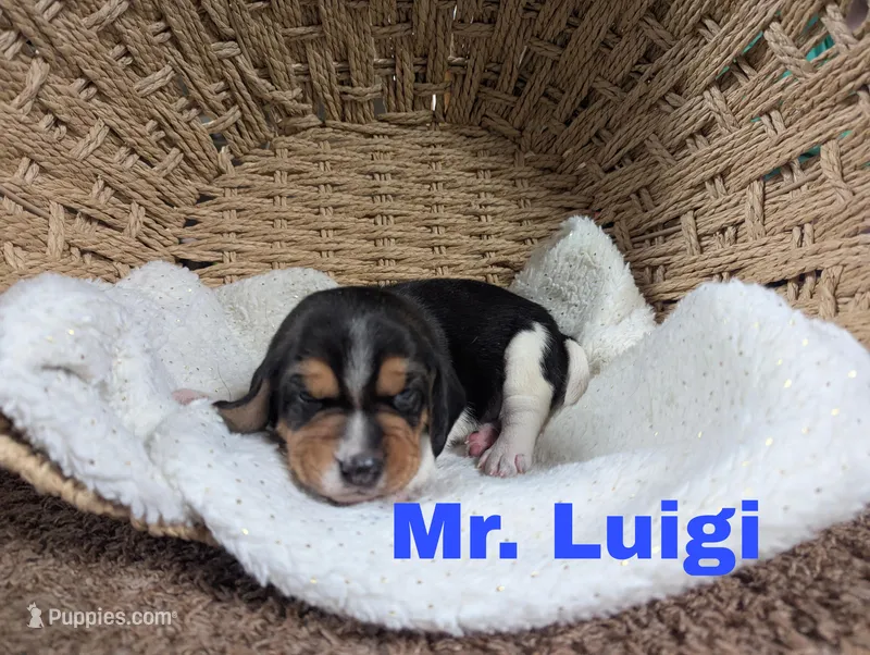 Luigi, a male Beagle for sale in Wauseon, OH – Photo 1 of 1
