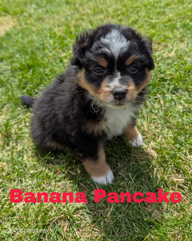 Banana  – Miniature Australian Shepherd puppy for sale in Wauseon, OH