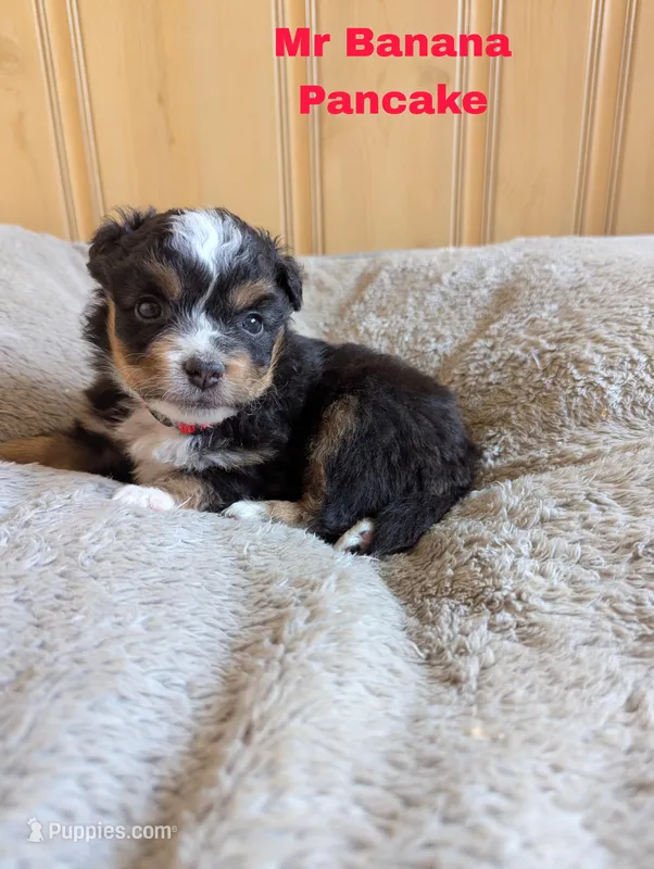 Banana  – Miniature Australian Shepherd puppy for sale in Wauseon, OH