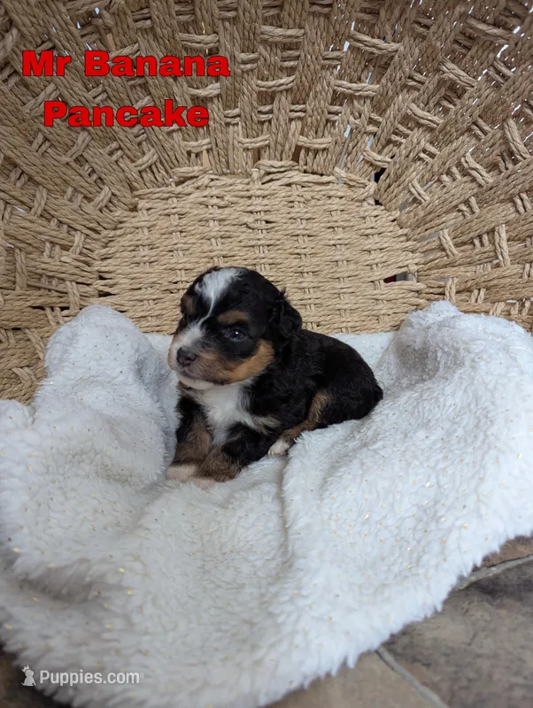 Banana , a male Miniature Australian Shepherd for sale in Wauseon, OH – Photo 1 of 1