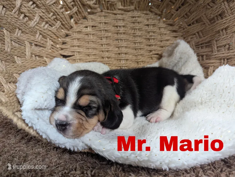 Mario, a male Beagle for sale in Wauseon, OH – Photo 1 of 1