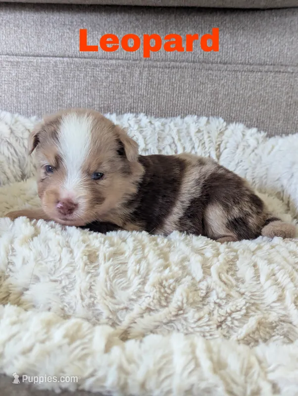Leopard  – Miniature Australian Shepherd puppy for sale in Wauseon, OH