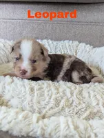 Leopard , a male Miniature Australian Shepherd for sale in Wauseon, OH – 1 of 2